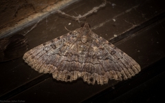 Diatenes aglossoides