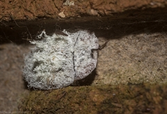 Emcephalus floccosus