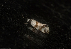 Isomoralla gephyrota