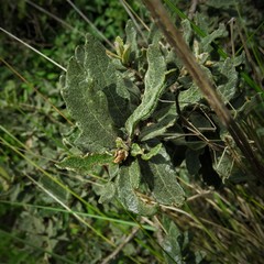 Quercus frutex