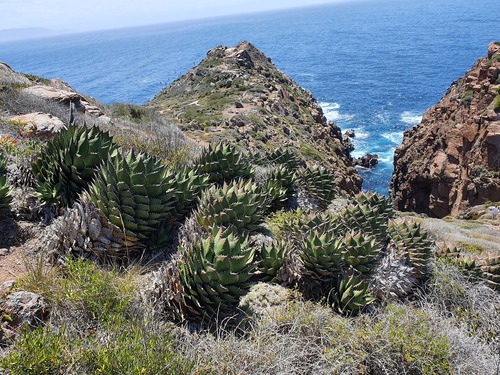 Agave shawii