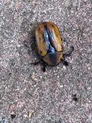 Chondropyga dorsalis