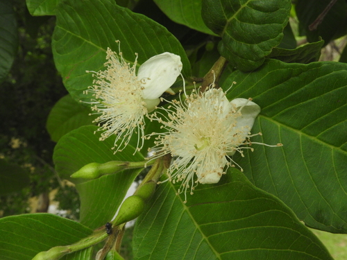 Psidium guajava - Fruit