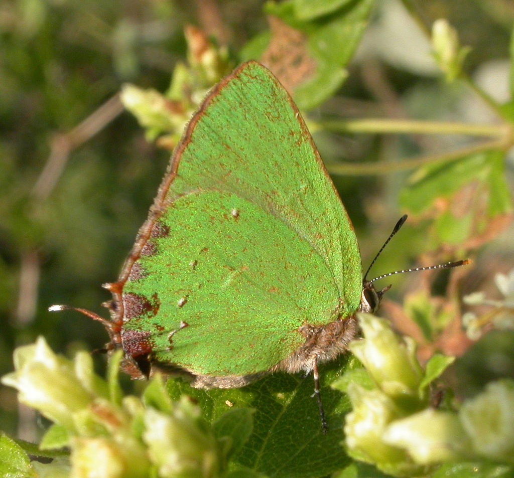 Long-winged Greenstreak