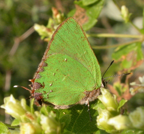 Long-winged Greenstreak
