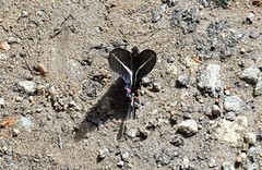Parides proneus