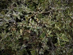Quercus frutex