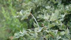 Quercus frutex
