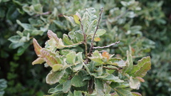 Quercus frutex