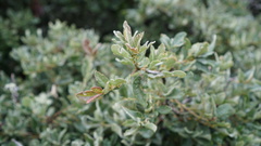 Quercus frutex