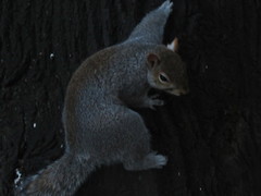 Sciurus carolinensis