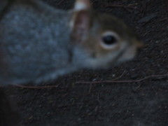 Sciurus carolinensis