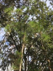 Pinus elliottii densa