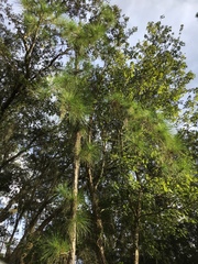 Pinus elliottii densa