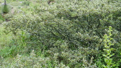 Quercus frutex