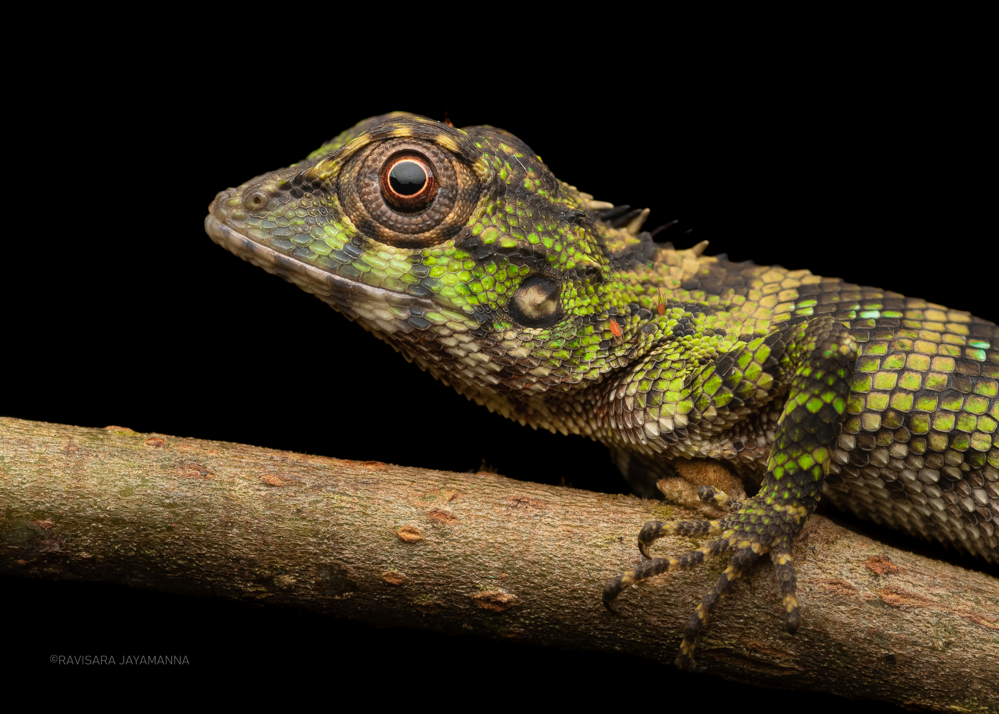 Manamendra-Arachchi's Whistling Lizard photo 2