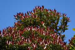 Metrosideros umbellata