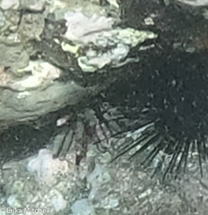 Eucidaris tribuloides