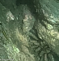 Eucidaris tribuloides