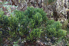 Halocarpus biformis