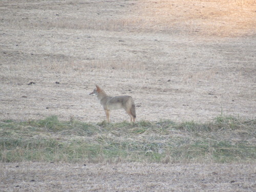Coyote photographed in Pennsylvania