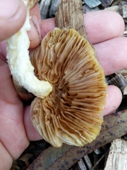Bolbitius titubans var. olivaceus image