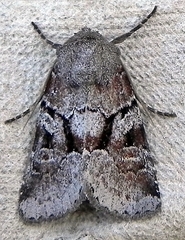 Oligia minuscula