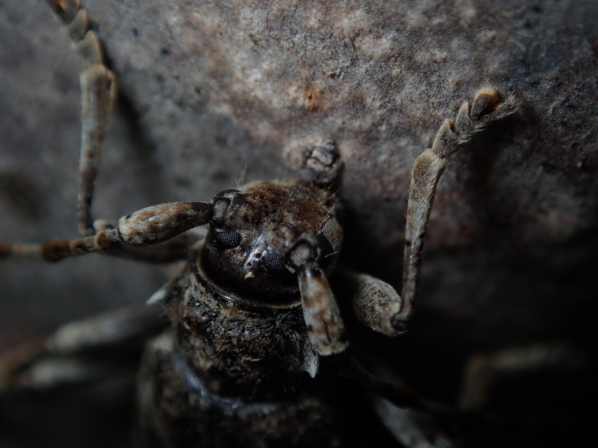 Lepromoris gibba