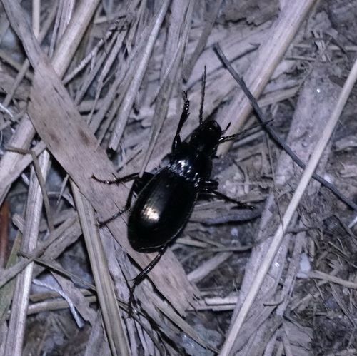 utekáčik (Pterostichus)