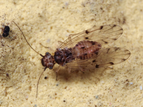 Peters' barklouse