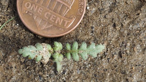 Whispering-bells foliage