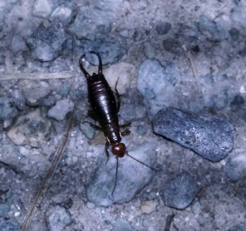 Chelidurella thaleri photographed in Slovakia