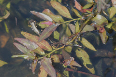 Potamogeton illinoensis