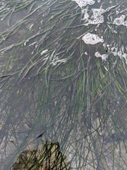 Phyllospadix scouleri