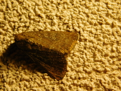 Condicinae