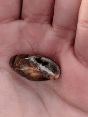 Atrimitra idae