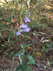 Lobelia elongata