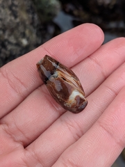 Atrimitra idae