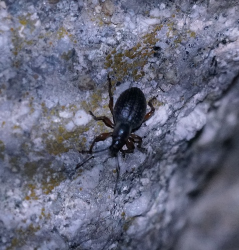 nosánik čierny (Otiorhynchus coecus)