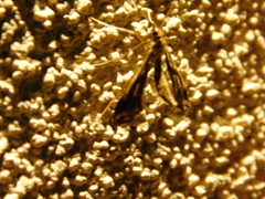 Lineodes integra