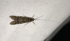 Macrostemum zebratum