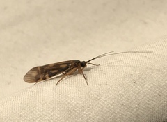 Macrostemum zebratum