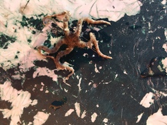 Ophiothrix