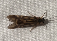 Macrostemum zebratum