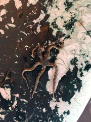 Ophiothrix spiculata image