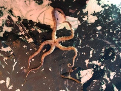 Ophiothrix