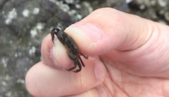 Metopograpsus frontalis