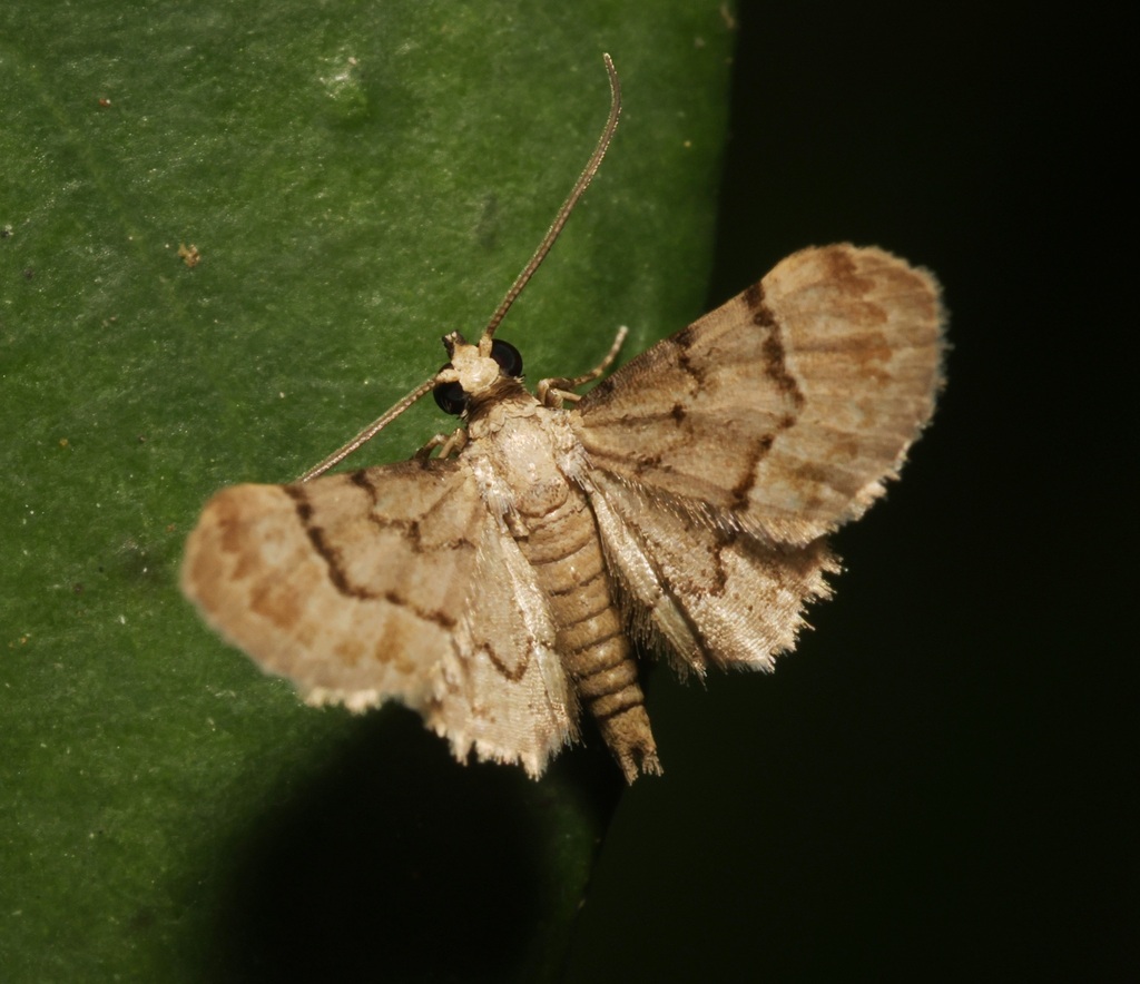 Glaucoclystis sinuosa