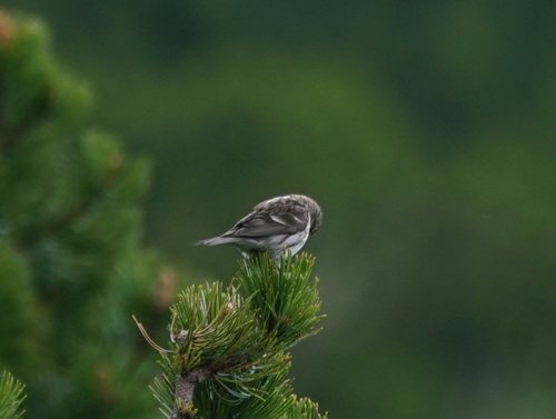 Stehlík hnedkavý (Acanthis flammea cabaret)