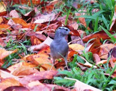 Zonotrichia leucophrys
